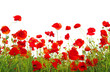 red poppies  on white