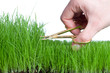Gartenarbeit