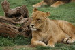 zoo8