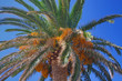 Palm branches