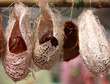Butterfly pupa