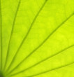 lotus leaf in closeup view lotus leaf in closeup view