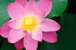 single beautiful lotus in the pond single beautiful lotus in the pond