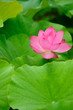single beautiful lotus in the pond single beautiful lotus in the pond