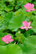 some beautiful lotus in the pond some beautiful lotus in the pond