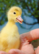 Duckling