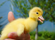 Duckling
