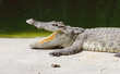 Crocodile