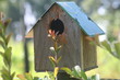 summer birding