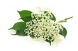 Sambucus nigra or elder isolated on white background