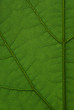 Feuille
