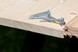 six steel screws on wood plank six steel screws on wood plank