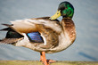 Mallard duck
