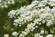 Kümmelblüte