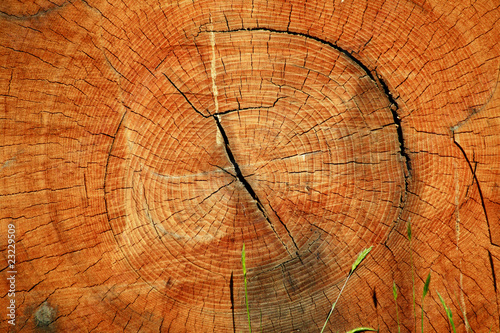 Photo: Cross section of a log Cross section of a log
