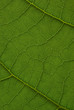 Feuille