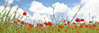 Fleurs sauvages