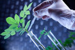 Scientist examine plants Scientist examine plants