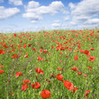 Photo: Coquelicots Coquelicots