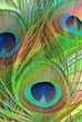 Bright feathers of a peacock close up