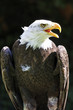 Weisskopfseeadler Weisskopfseeadler