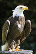 Weisskopfseeadler
