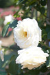 白い薔薇
