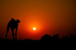 Camel at sunset