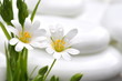 blumen