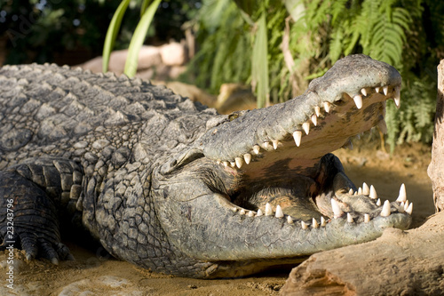 Photo : crocodiles mâle crocodiles mâle