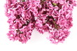 Pink lilac on white background Pink lilac on white background