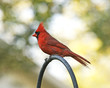 Cardinal side view