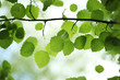 Green leaves over blur background Green leaves over blur background