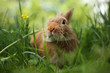 Rabbit in green grass. Shallow DOF, focus on eyes. Rabbit in green grass. Shallow DOF, focus on eyes.