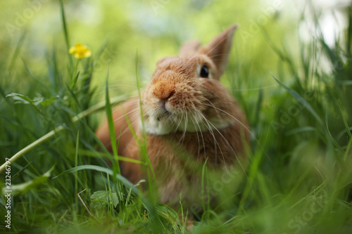 Foto: Rabbit in green grass. Shallow DOF, focus on eyes. Rabbit in green grass. Shallow DOF, focus on eyes.