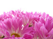 Chrysanthemum white