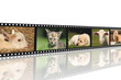 Photo : Tierkinder Filmstreifen