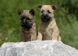 deux chiots ensemble sur un rocher deux chiots ensemble sur un rocher