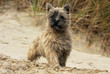 cairn terrier splendide sur la plage cairn terrier splendide sur la plage