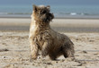 cairn terrier playing on the beach cairn terrier playing on the beach