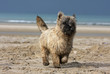 les vacances à la mer du cairn terrier heureux les vacances à la mer du cairn terrier heureux