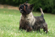 étrange couleur du jeune cairn terrier étrange couleur du jeune cairn terrier