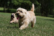 course des deux cairns terriers course des deux cairns terriers