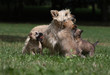 maman cairn terrier entourées de ses chiots maman cairn terrier entourées de ses chiots