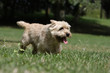 course du cain terrier fatigué course du cain terrier fatigué