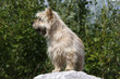 cairn terrier de face tête tournée cairn terrier de face tête tournée
