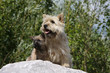 maman cairn terrier et son chiot maman cairn terrier et son chiot