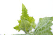 leaf
