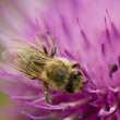 Bee on thistle