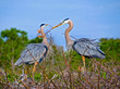 Great Blue Herons Nest Building